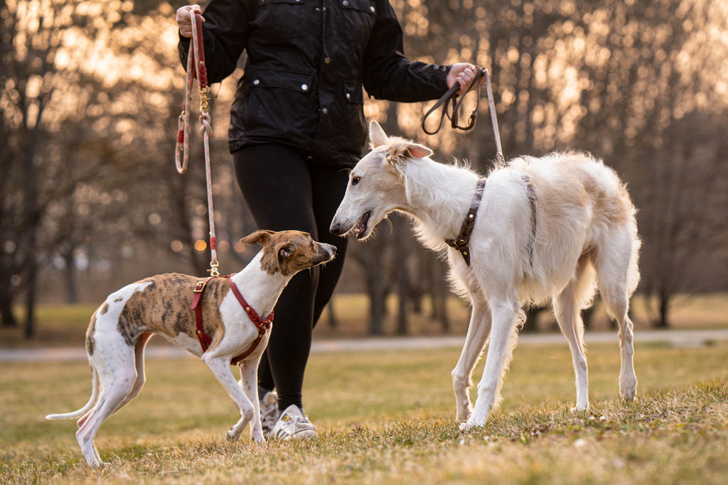 This picture is part of the article 'Leash bully: Leash aggression vs. Leash frustration - What's the difference? Part 2'. More and more linen Rambos are on the streets.