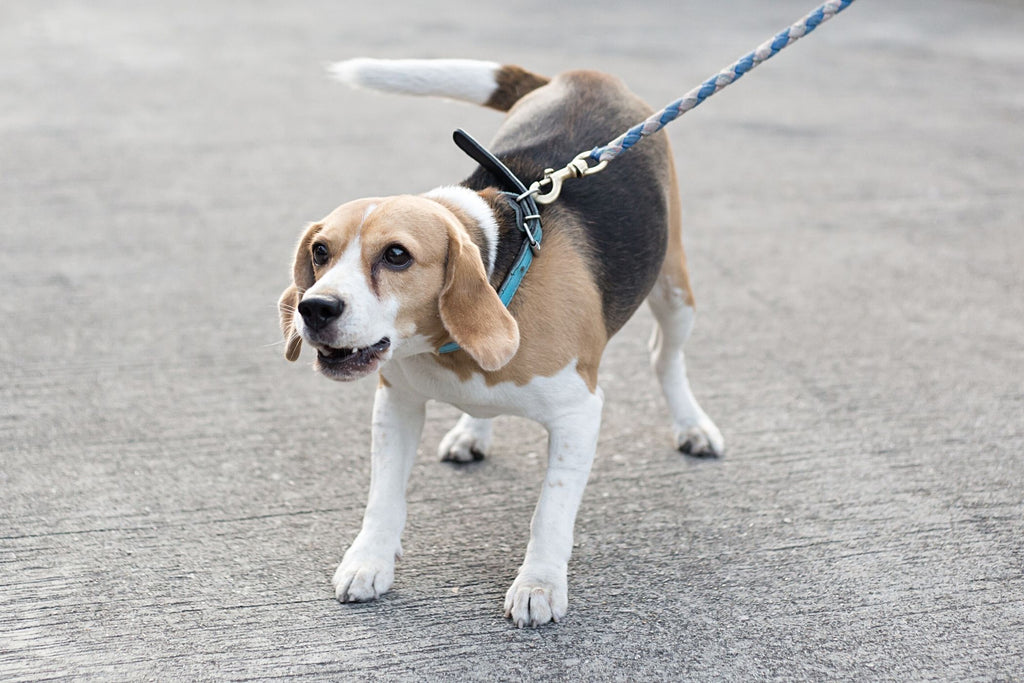 This picture is part of the article 'Leash bully: Leash aggression vs. Leash frustration - What's the difference? Part 2'. More and more linen Rambos are on the streets.