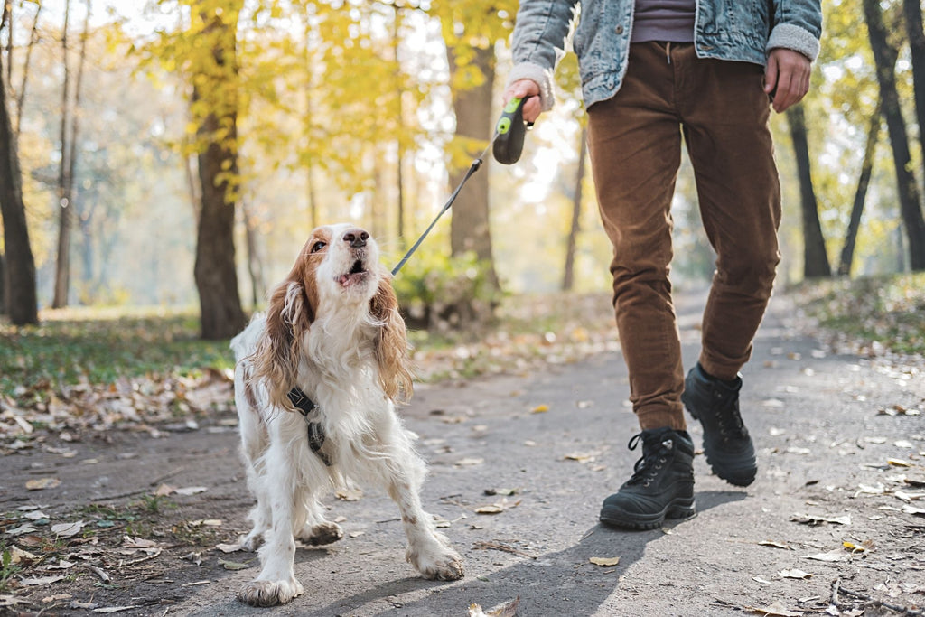 This picture is part of the article 'Leash bully: Leash aggression vs. Leash frustration - What's the difference? Part 2'. More and more linen Rambos are on the streets.