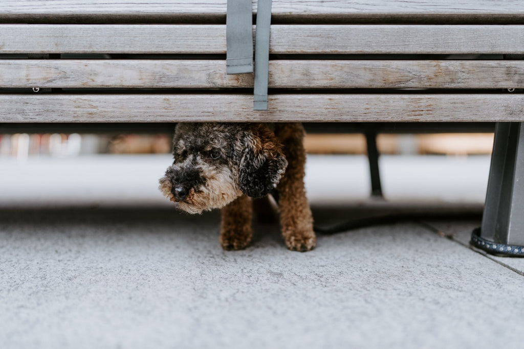 This picture is part of the article 'Leash bully: Leash aggression vs. Leash frustration - What's the difference? Part 2'. More and more linen Rambos are on the streets.