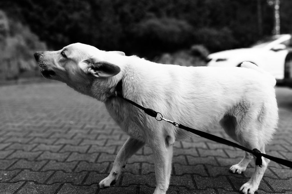 This picture is part of the article 'Leash bully: Leash aggression vs. Leash frustration - What's the difference? Part 1'. More and more linen Rambos are on the streets.