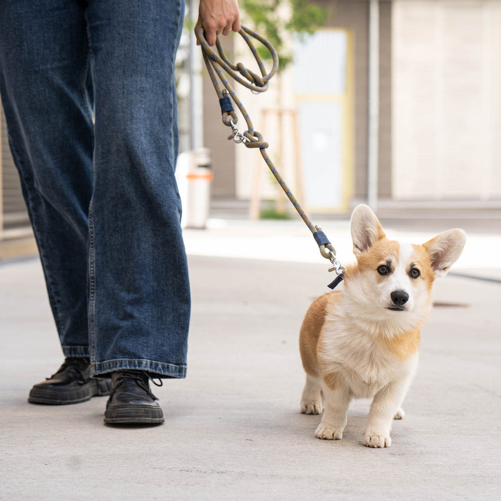 This picture is part of the article 'Leash bully: Leash aggression vs. Leash frustration - What's the difference? Part 1'. More and more linen Rambos are on the streets. Many people feel alone with this problem and are ashamed of and for their dog.