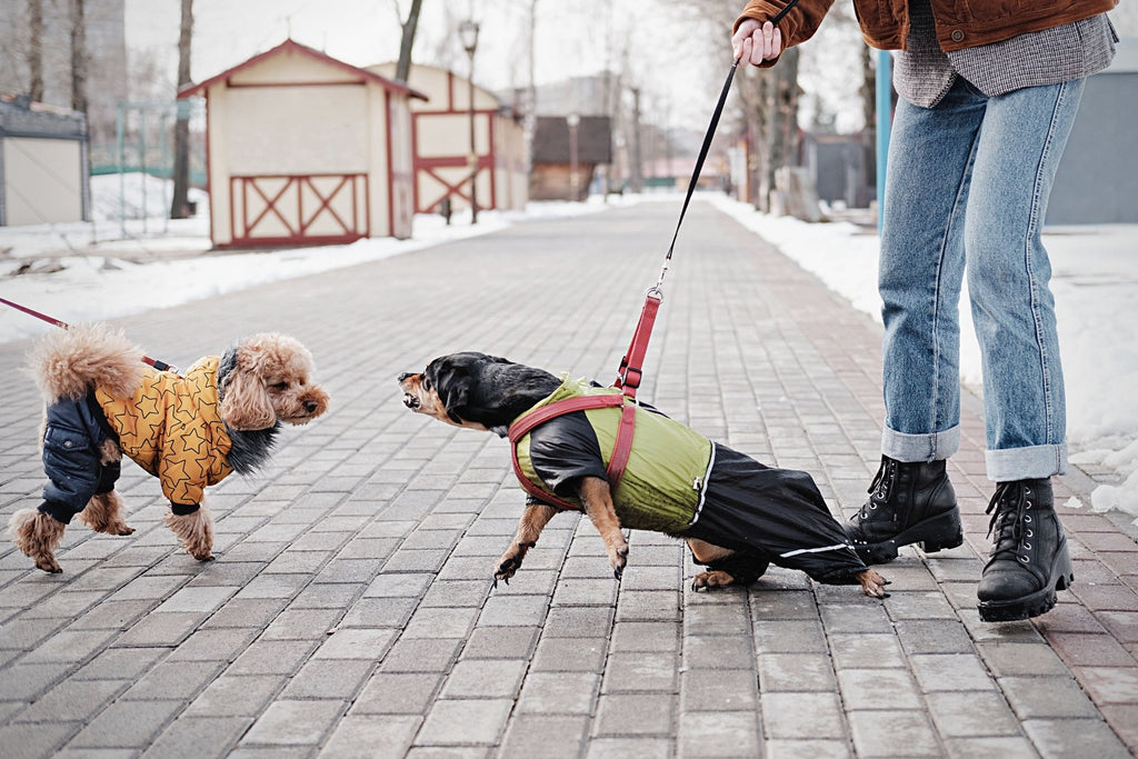 Dieses Bild ist Teil vom Beitrag 'Leinenpöbler: Leinenaggression vs. Leinenfrust - Was ist der Unterschied? Teil 1'. Immer mehr Leinenrambos sind auf den Straßen unterwegs. Viele fühlen sich mit diesem Problem alleine und schämen sich mit und für ihren Hund.