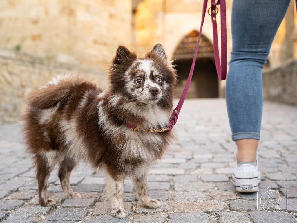 This picture is part of the article 'Leash bully: Leash aggression vs. Leash frustration - What's the difference? Part 2'. More and more linen Rambos are on the streets.