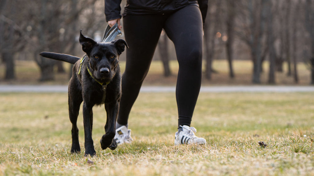 This picture is part of the article 'Leash bully: Leash aggression vs. Leash frustration - What's the difference? Part 1'. More and more linen Rambos are on the streets. Many people feel alone with this problem and are ashamed of and for their dog.