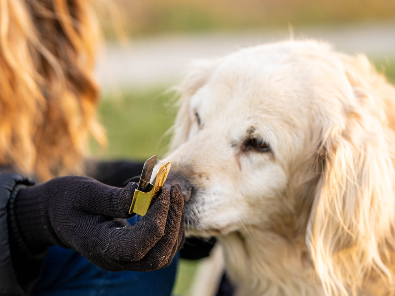 This picture shows ACME clicker number 470 made of metal. It is used for training old dogs because it has a very loud sound.