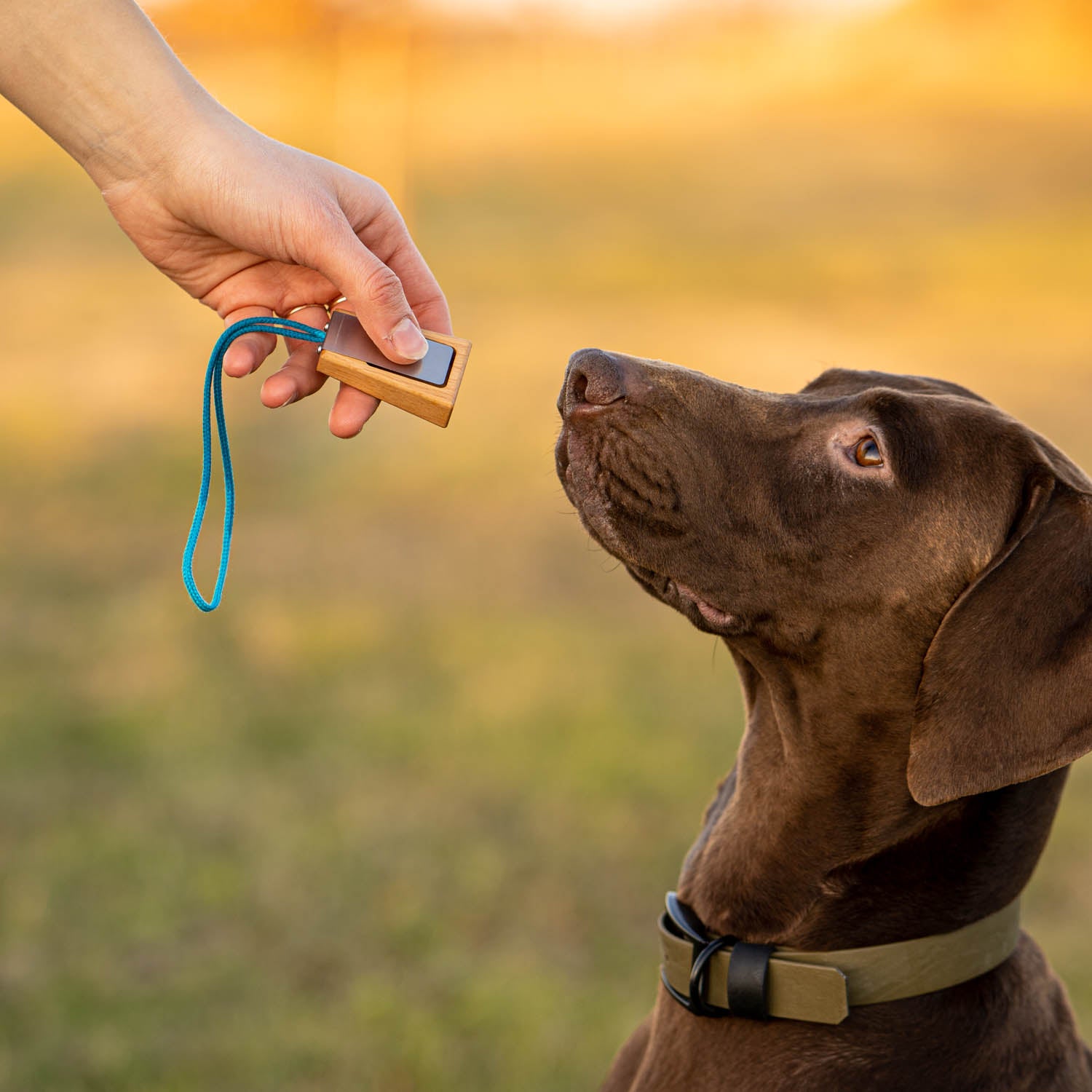 This picture shows our clicker 'Tony' from Treusinn. It is made of wood and metal, fits comfortably in the hand and has a hand strap for hanging around the neck. 'Tony' is a great alternative to traditional plastic clickers.