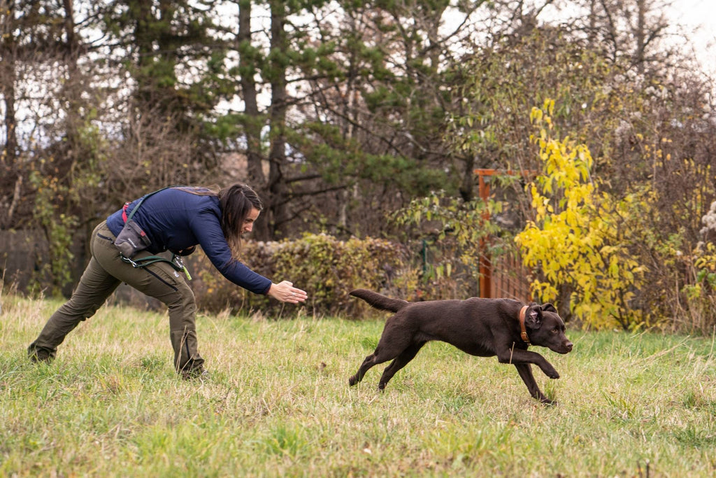 Dieses Bild zeigt Cira, die Labrador Hündin. Es ist Teil vom Blogbeitrag 'Musst du deinen Jagdhund jagdlich ausbilden und auslasten?'. In diesem Blogbeitrag geht es um die richtige Auslastung von Jagdhunden und die wichtigen Entscheidungen, die du treffen sollst bevor dein Hund zu dir kommt. Egal ob Welpe, Junghund oder Senior. Wie du einen problemlosen Alltag mit konsequenter Erziehung schafft lernst du in diesem Beitrag.