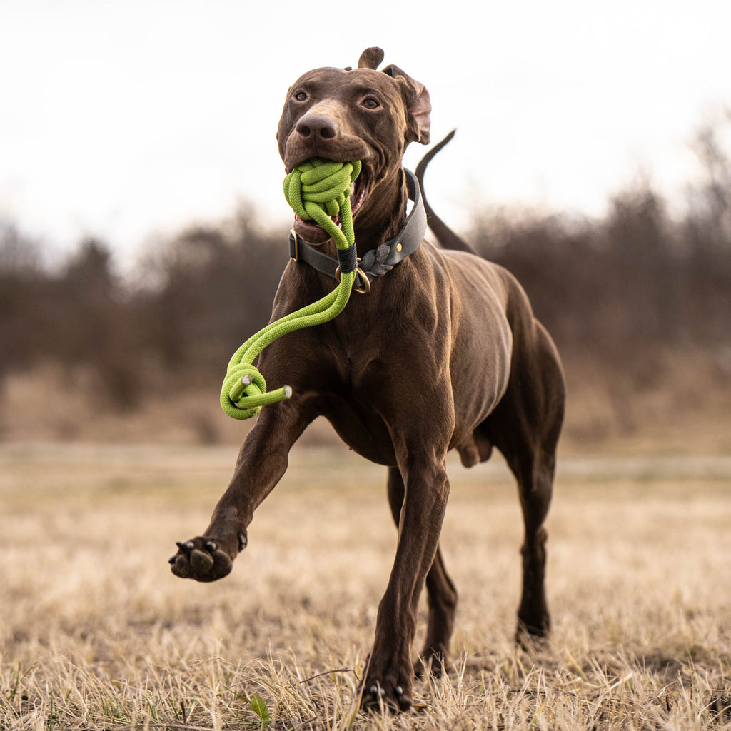 This picture shows Bjarki, the Viszla-Labrador mix. It is part of the blog post 'Do you have to train and exercise your hunting dog for hunting?'. This blog post is about the correct exercise of hunting dogs and the important decisions you should make before your dog comes to you. No matter whether it's a puppy, a young dog or a senior. In this article you will learn how to create a problem-free everyday life with consistent parenting.