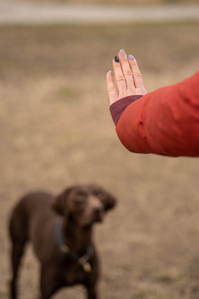 Dieses Bild zeigt Bjarki, den Viszla-Labrador-Mischling. Es ist Teil vom Blogbeitrag 'Musst du deinen Jagdhund jagdlich ausbilden und auslasten?'. In diesem Blogbeitrag geht es um die richtige Auslastung von Jagdhunden und die wichtigen Entscheidungen, die du treffen sollst bevor dein Hund zu dir kommt. Egal ob Welpe, Junghund oder Senior. Wie du einen problemlosen Alltag mit konsequenter Erziehung schafft lernst du in diesem Beitrag.