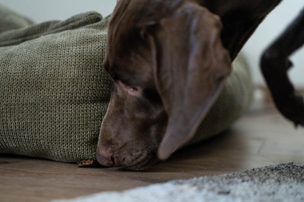 Dieses Bild zeigt Bjarki, den Viszla-Labrador-Mischling. Es ist Teil vom Blogbeitrag 'Musst du deinen Jagdhund jagdlich ausbilden und auslasten?'. In diesem Blogbeitrag geht es um die richtige Auslastung von Jagdhunden und die wichtigen Entscheidungen, die du treffen sollst bevor dein Hund zu dir kommt. Egal ob Welpe, Junghund oder Senior. Wie du einen problemlosen Alltag mit konsequenter Erziehung schafft lernst du in diesem Beitrag.