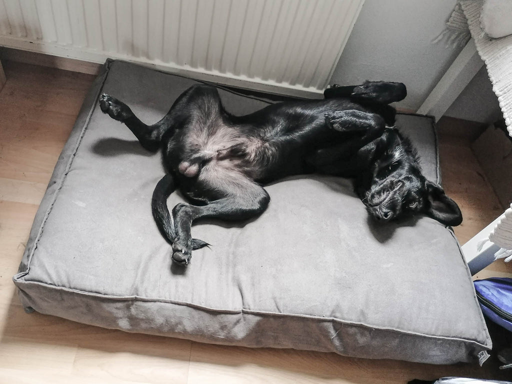 Dieses Bild ist Teil vom Blogbeitrag 'Der Traum vom Bürohund: Wie ist das möglich?' Welches Training für das Büro gut ist und wie du proaktiv mit Kollegen kommunizieren kannst erfahrst du in diesem Beitrag.