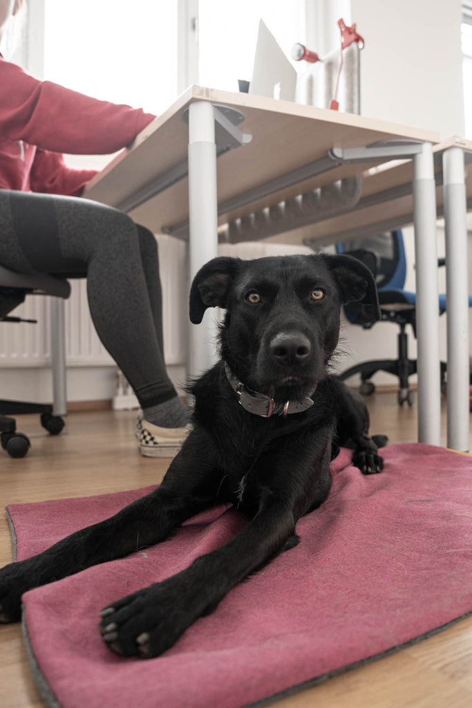 Dieses Bild ist Teil vom Blogbeitrag 'Der Traum vom Bürohund: Wie ist das möglich?' Welches Training für das Büro gut ist und wie du proaktiv mit Kollegen kommunizieren kannst erfahrst du in diesem Beitrag.