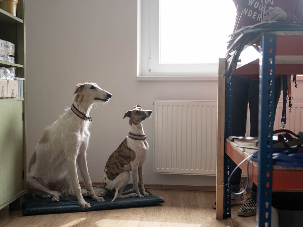 This image is part of the blog post 'The Office Dog Dream: How is that possible?' In this article you will find out which training is good for the office and how you can proactively communicate with colleagues.