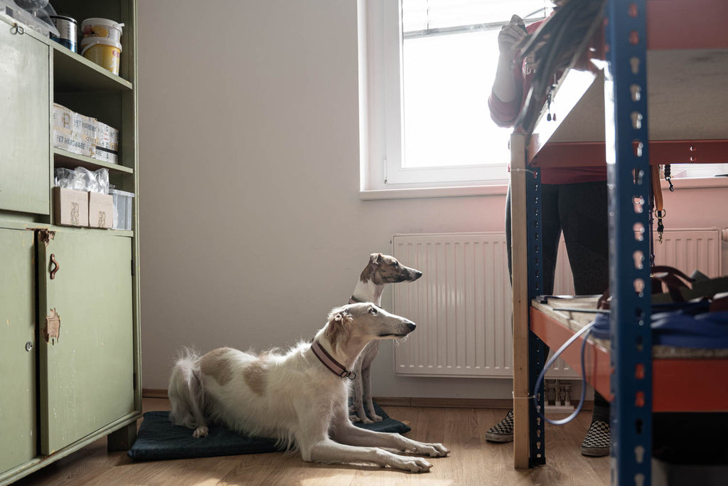 This image is part of the blog post 'The Office Dog Dream: How is that possible?' In this article you will find out which training is good for the office and how you can proactively communicate with colleagues.
