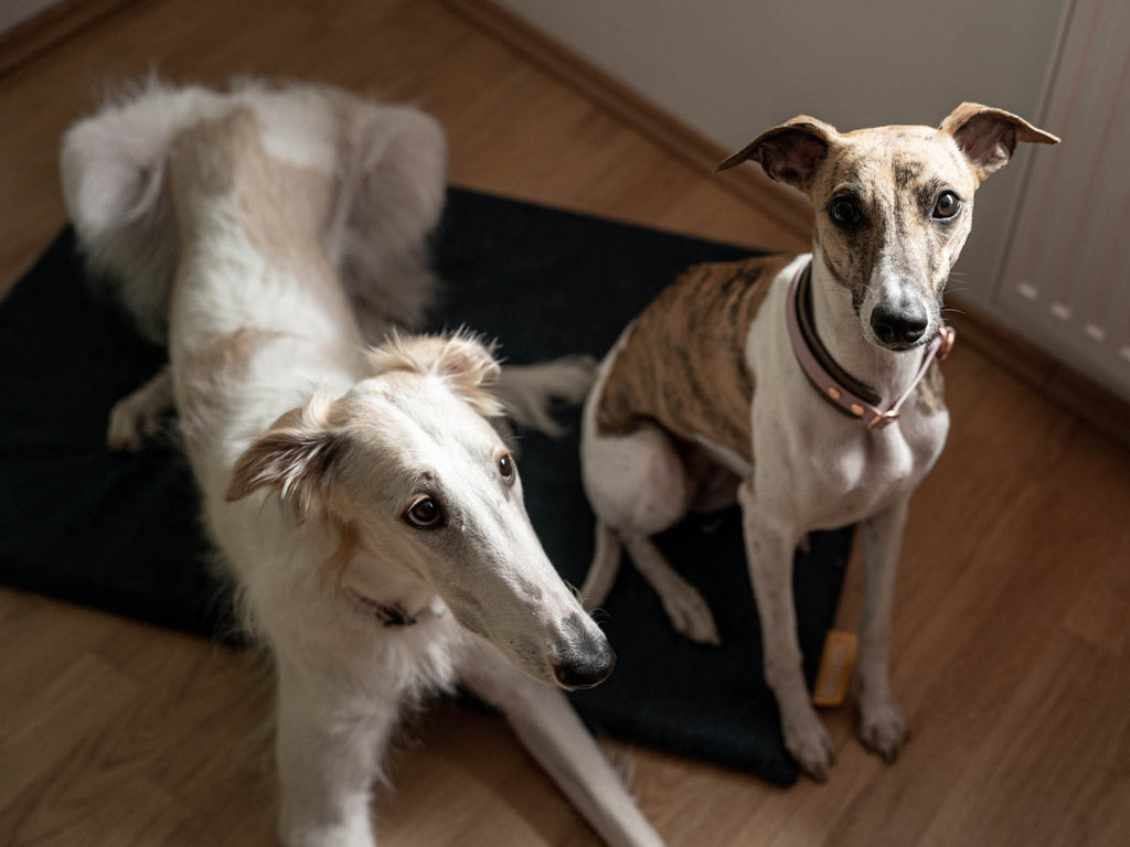 Dieses Bild ist Teil vom Blogbeitrag 'Der Traum vom Bürohund: Wie ist das möglich?' Welches Training für das Büro gut ist und wie du proaktiv mit Kollegen kommunizieren kannst erfahrst du in diesem Beitrag.