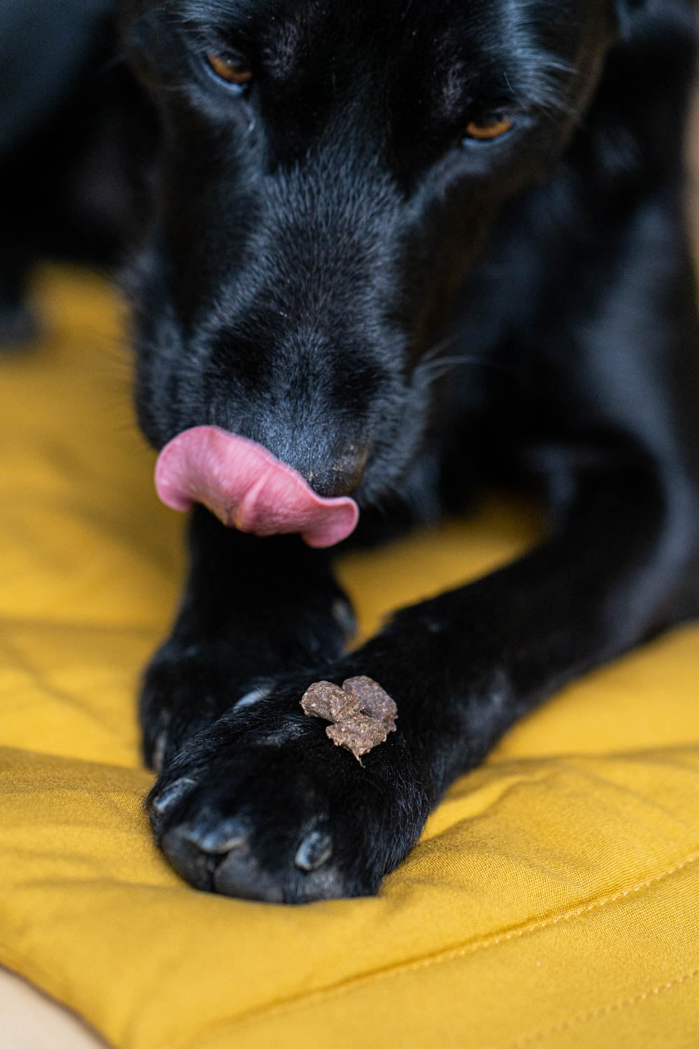 Fynn trains impulse control with great treats from Cookie Thief. These are the Cookie Thief Fitis 'Turkey', they taste good and are healthy for your dog. Exercise your dog at home and give him some mental work.