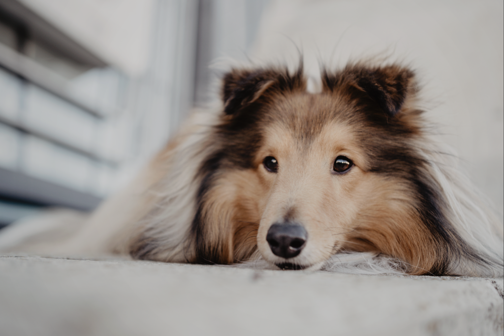Dieses Foto ist Teil des Blogbeitrags 'Spickzettel für tolle Hundefotos mit den 5 besten Tipps'. Es ist von Magdalena Deutsch von Stadtpfoten.