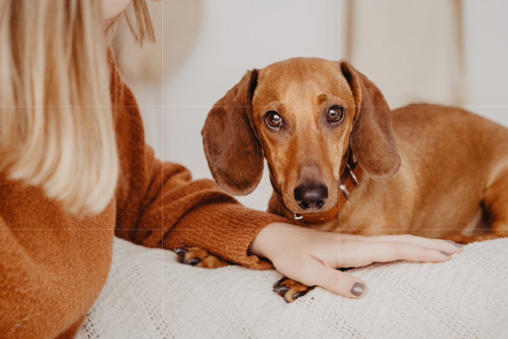 Dieses Foto ist Teil des Blogbeitrags 'Spickzettel für tolle Hundefotos mit den 5 besten Tipps'. Es ist von Magdalena Deutsch von Stadtpfoten.