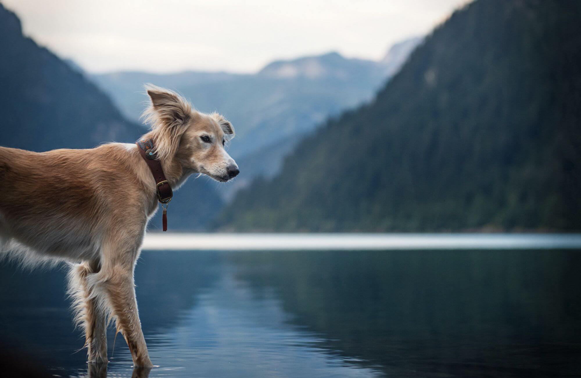 Hund in einem See