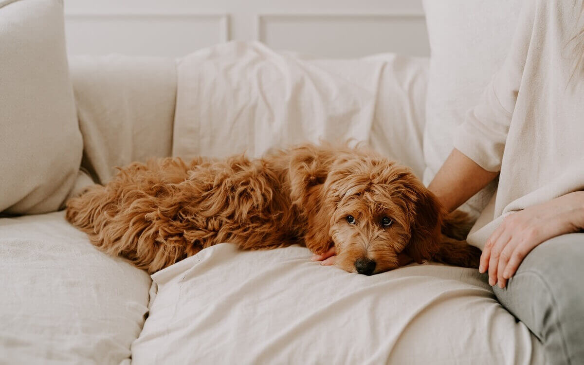 Verlustängste beim Hund Welpe