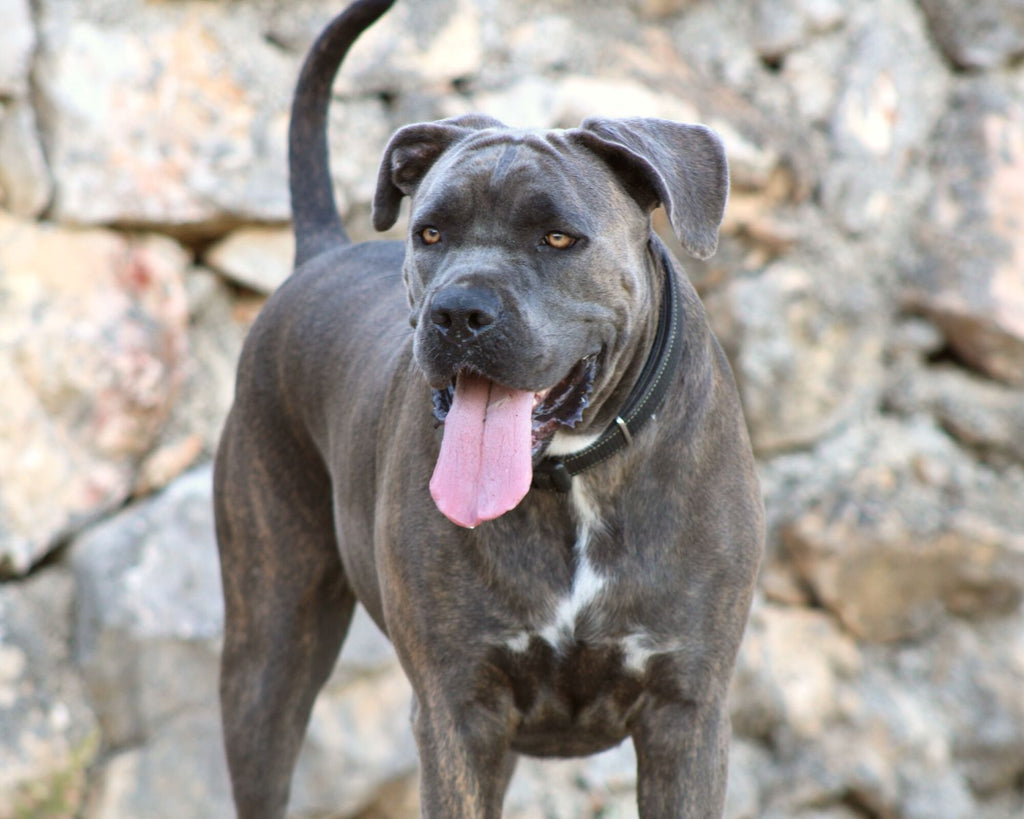 Cane Corso dog breed