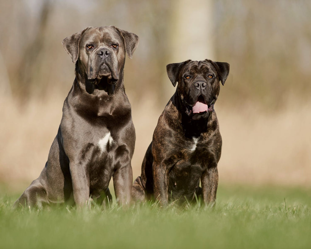 Dog breed Cane Corso: Everything about character, appearance & care