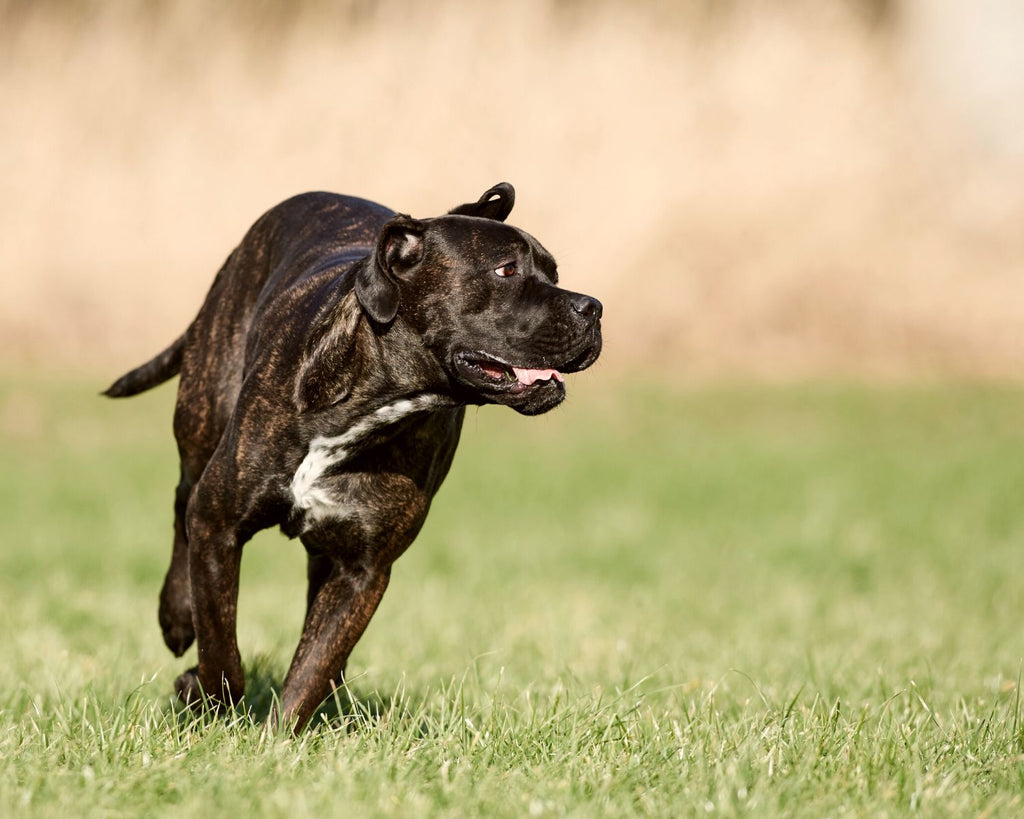 Aktivitäten mit dem Cane Corso