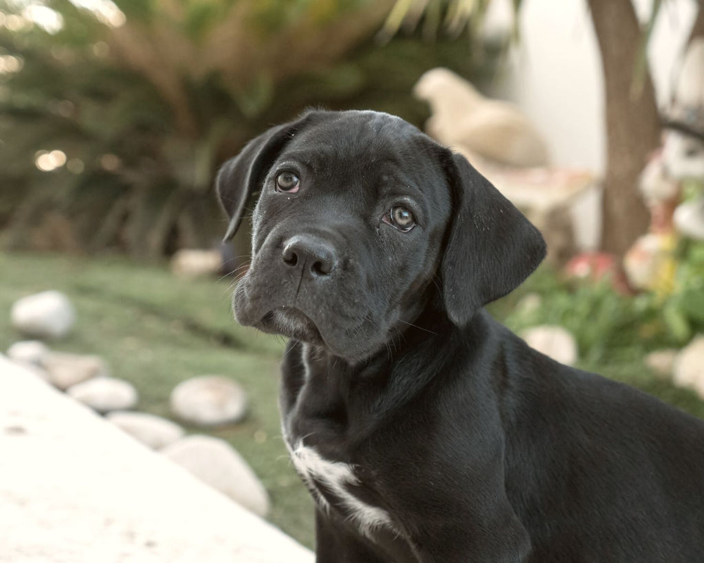 Cane Corso puppy