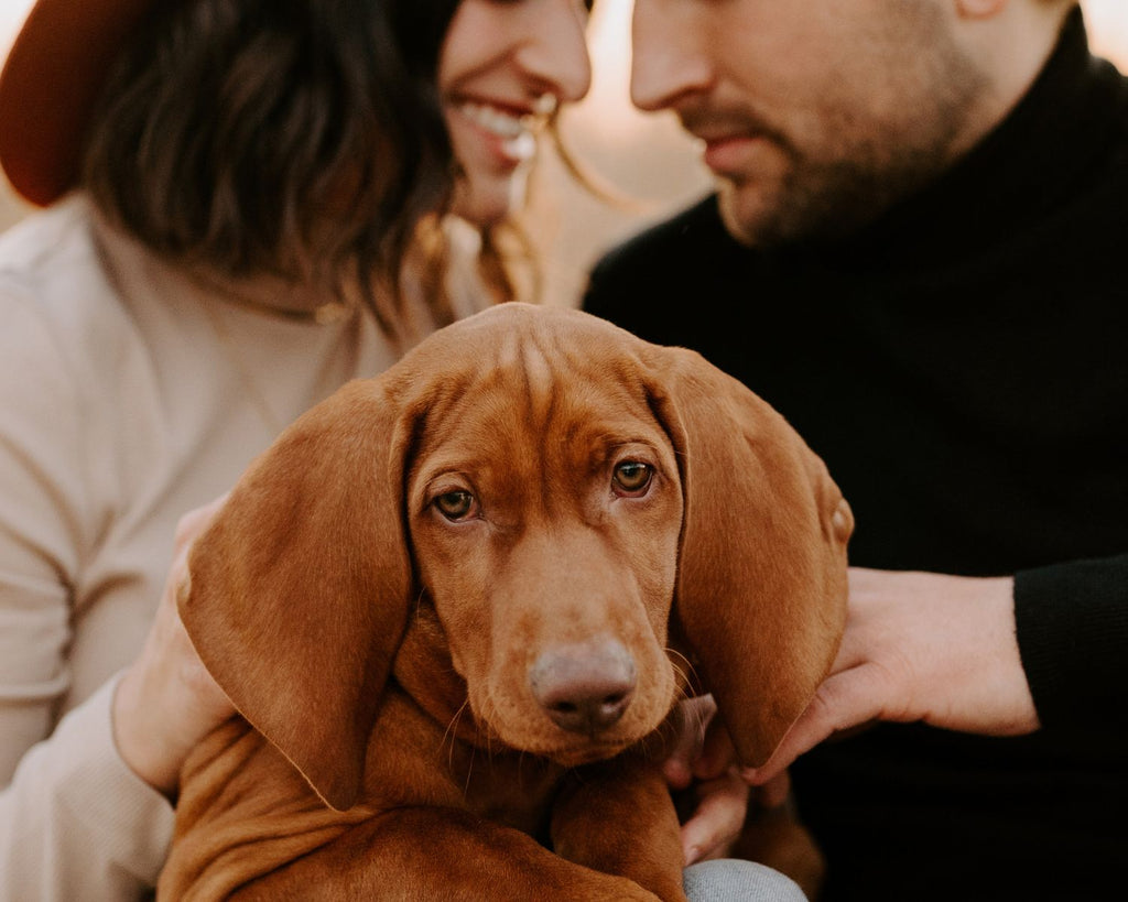 Hunderasse Magyar Vizsla - Aussehen