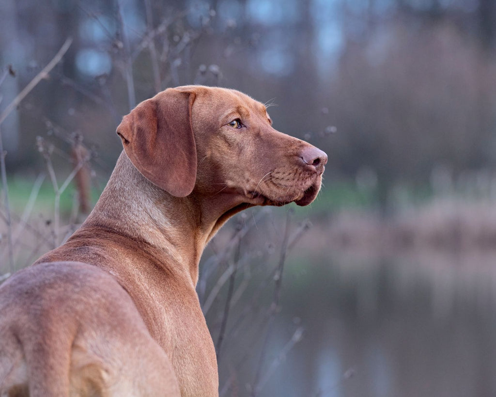 Die Einsatzgebiete des Magyar Vizsla