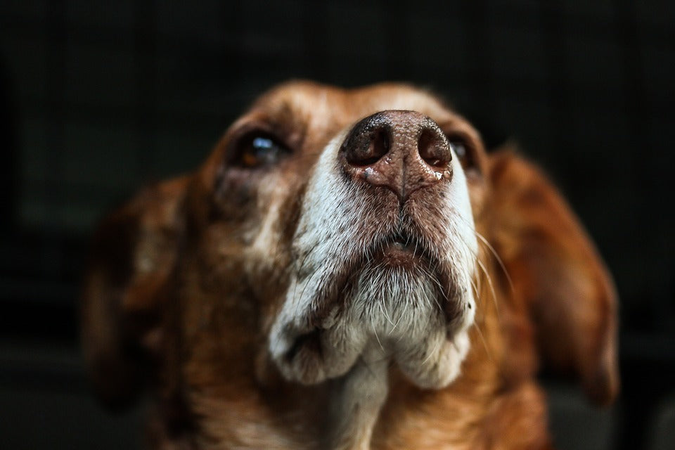 dry-dog-nose-how-to-groom-dog-accessories