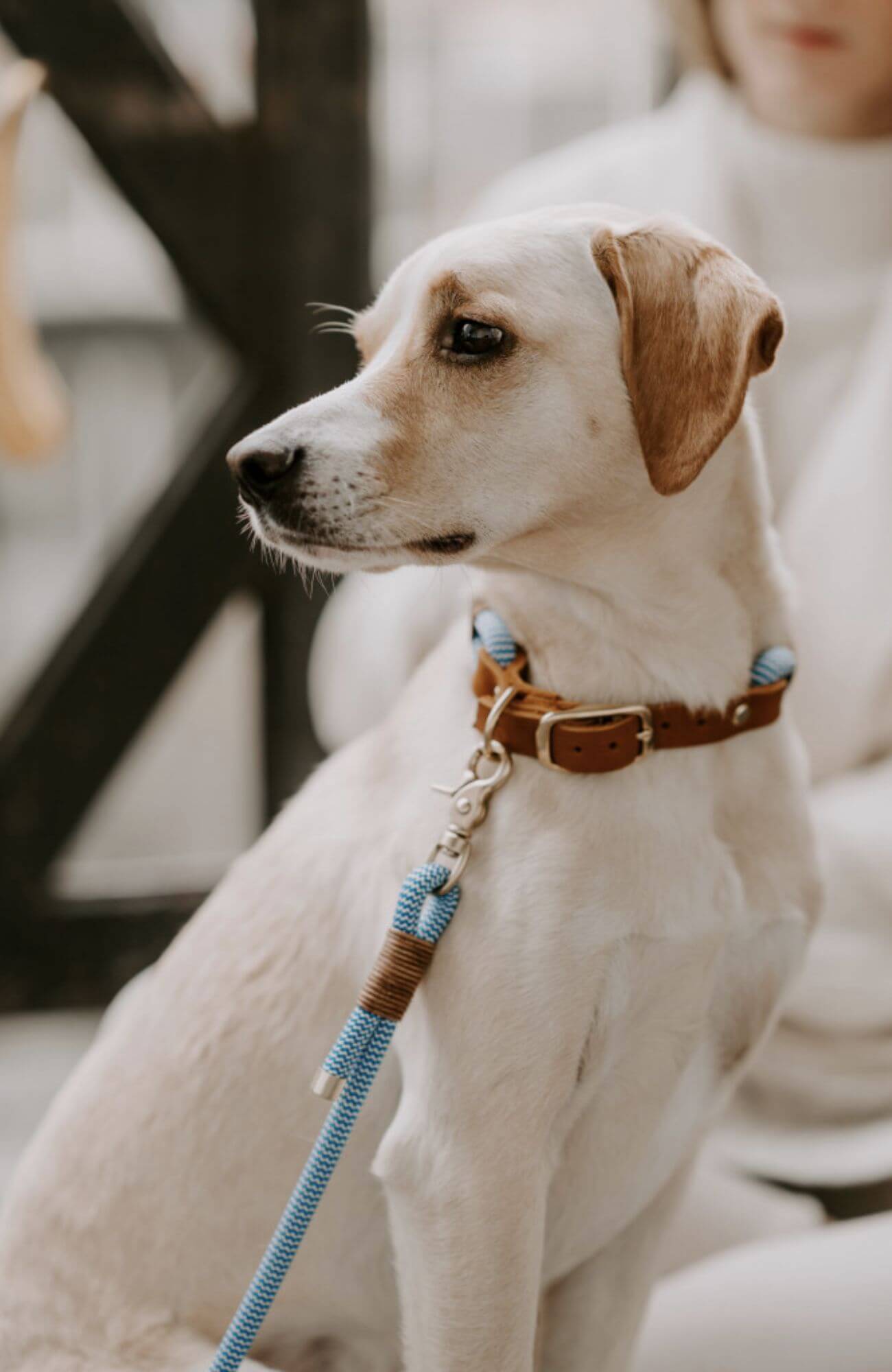 Weißer Hund sitz