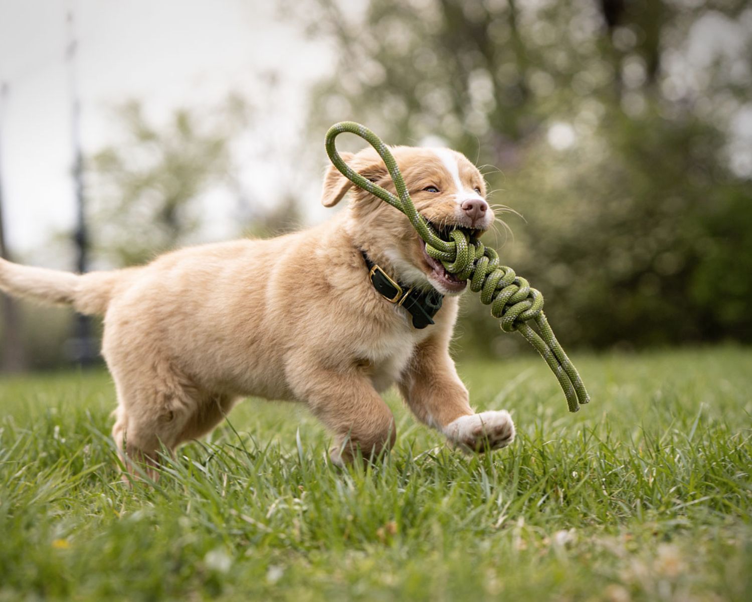 Halsband für Welpen von Pawsome