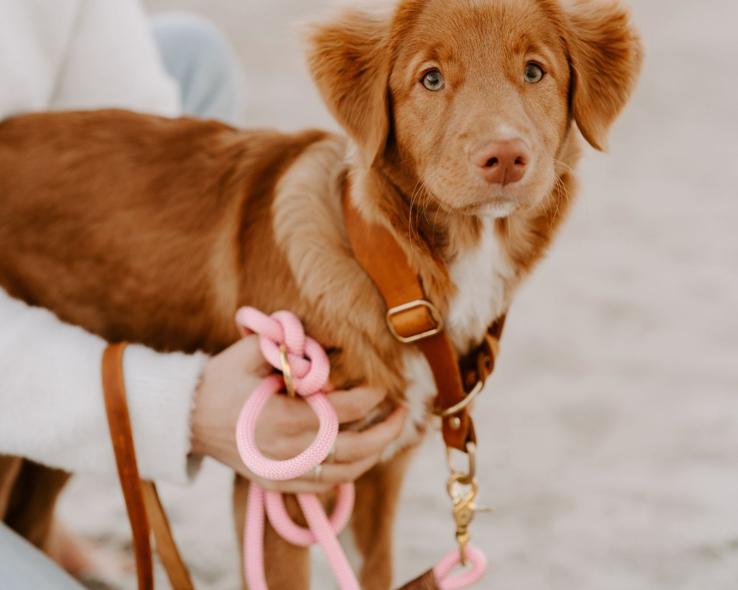Zugstopp-Halsbänder für Hunde