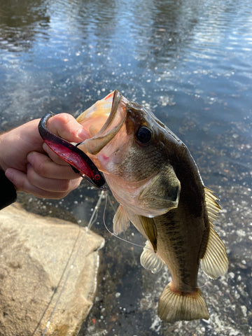 largemouth bass