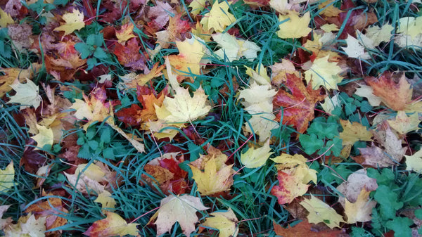 fallen leaves on ground, yellow, green, orange, red