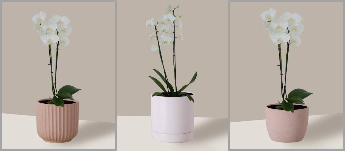 Orquídea phalaenopsis - Como cuidar?