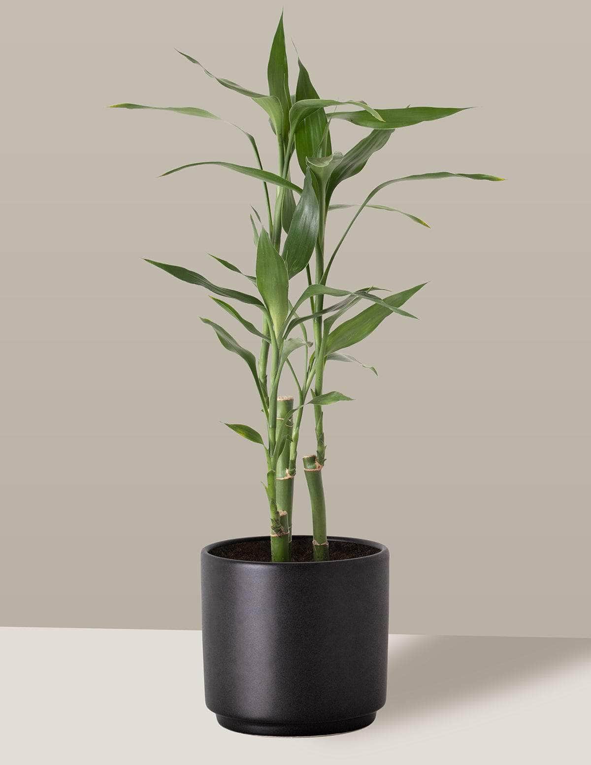 Bambu-Da-Sorte (Dracaena Sanderiana)