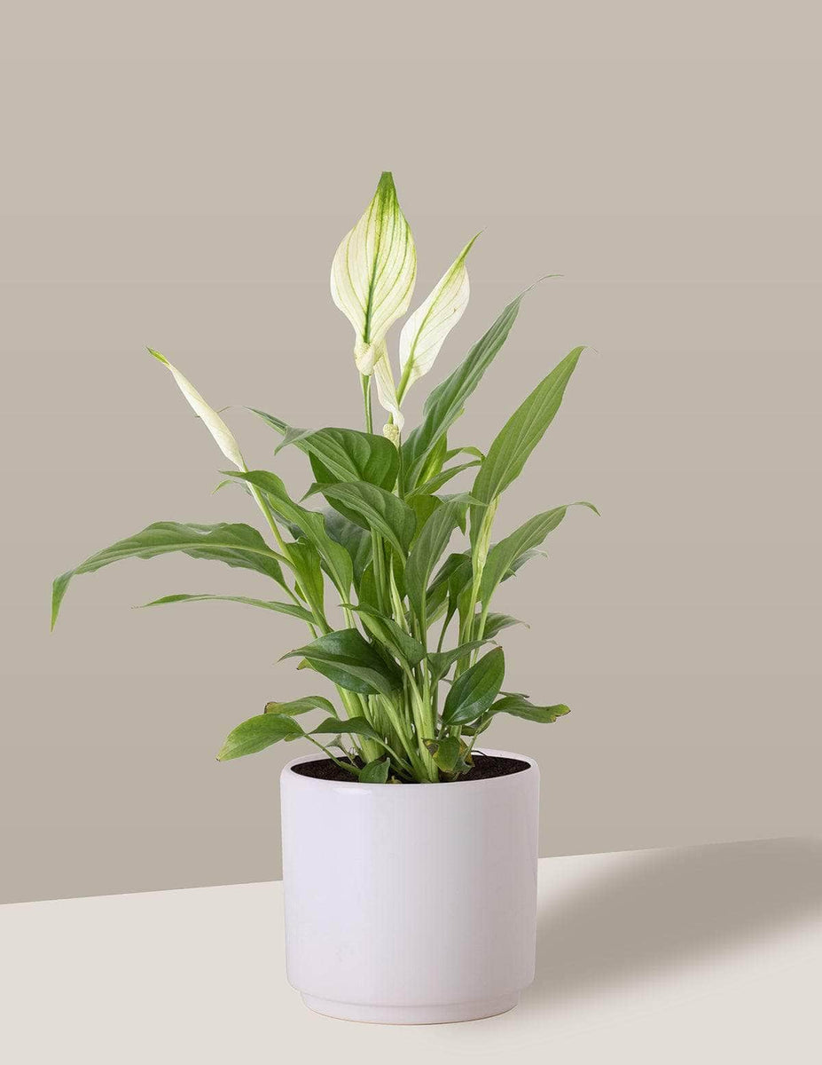 Lírio-Da-Paz Com Vaso (Spathiphyllum wallisii - Bandeira branca)