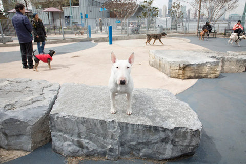 dogrun at pier 26