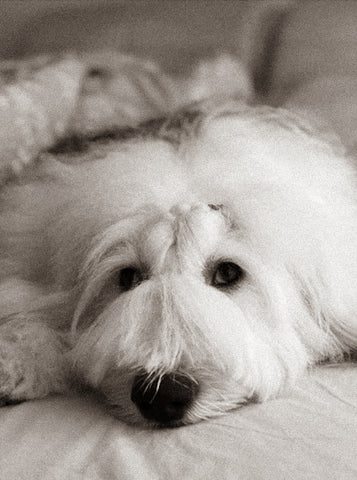 Jun, the Old English Sheepdog, 2018