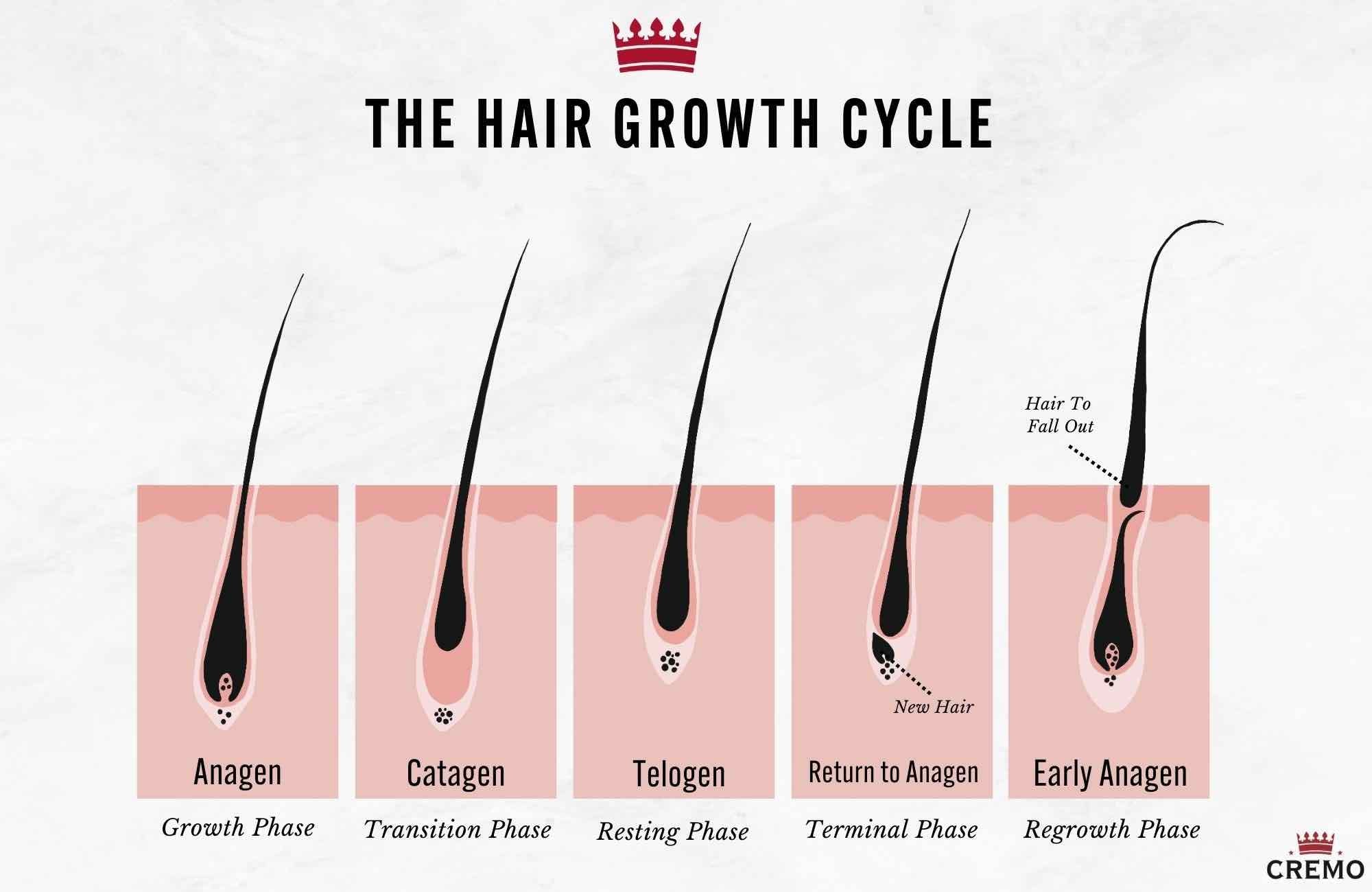 the hair growth cycle