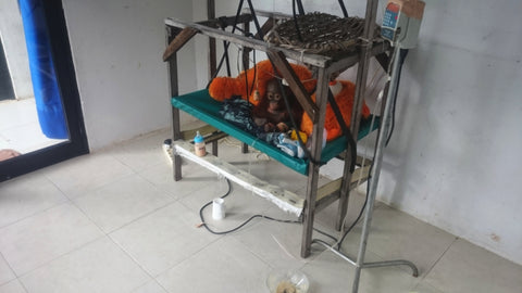Un bébé orang-outan isolé sur un porte-bébé dans un hôpital indonésien pour orangs-outans. Photo de Robert Szucs.