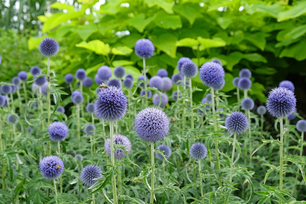 perennials in bloom