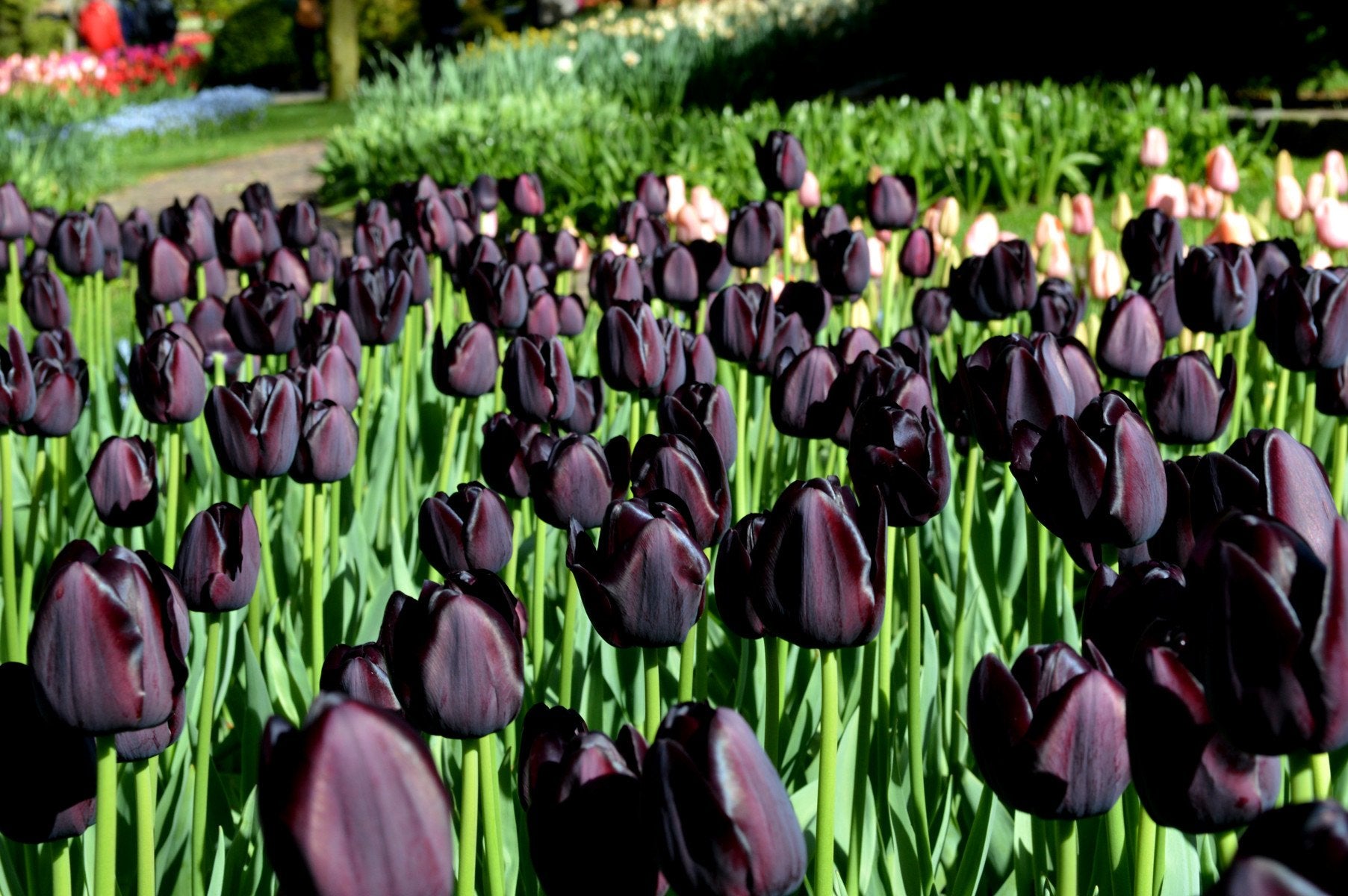 Kup cebulki tulipanów Queen of Night od DutchGrown™