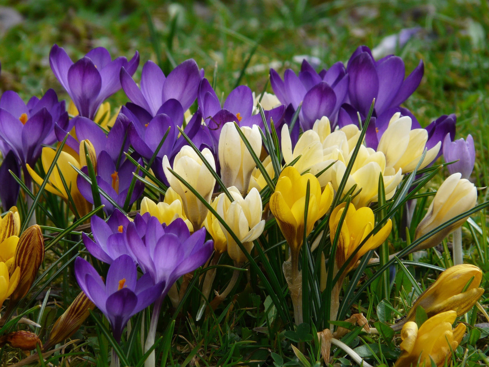 Krokus Botaniczny Mieszany