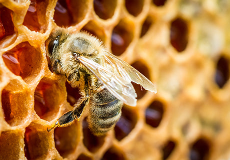 Honey storing honey in a honeycomb