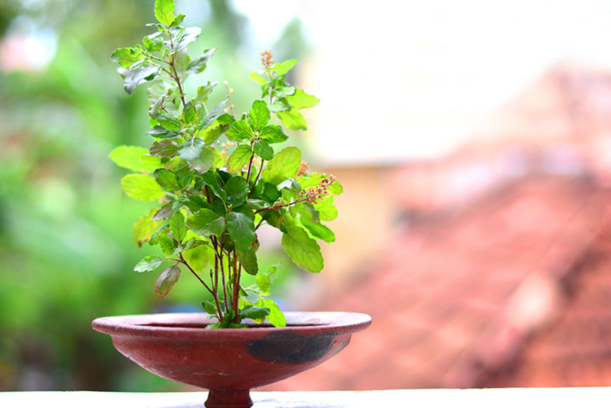 Tulsi Plant