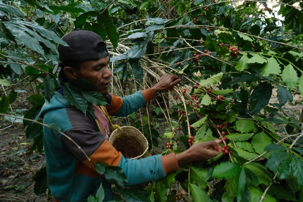 TImor Leste Coffee History and Heritage